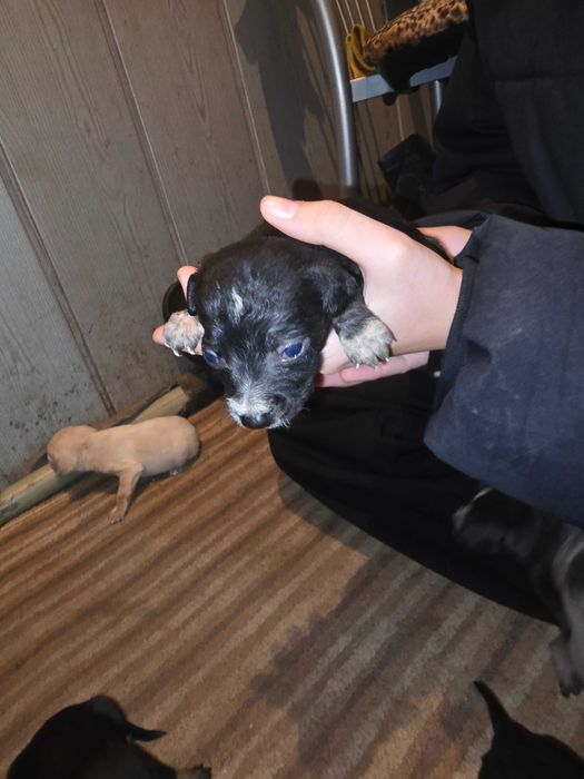 Отдам щенят, срочно!