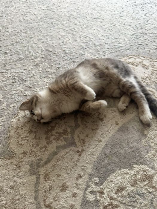Котенок в добрые руки