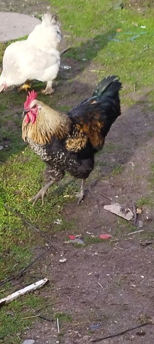 Продавам петлета