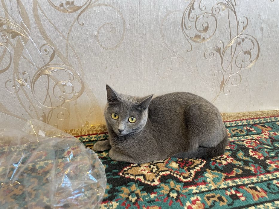 Отдадим даром кошечку