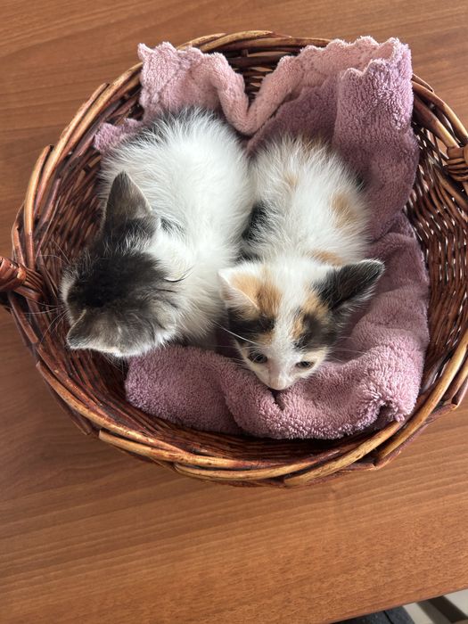 Котята в добрые руки