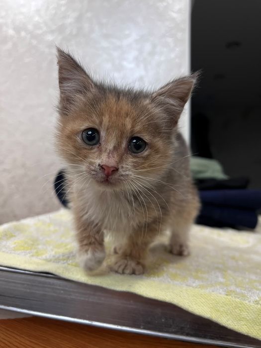 Котята бесплатно
