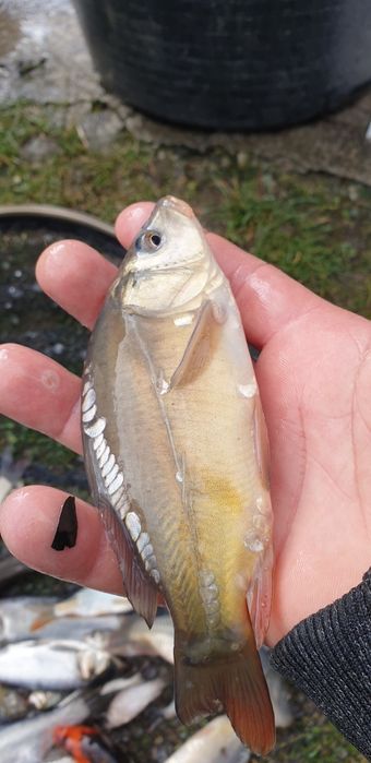 Crap pentru populat .