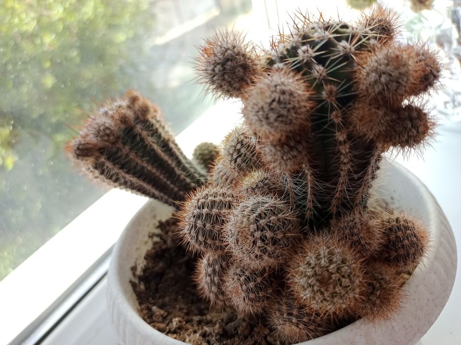 Продам цветущий кактус