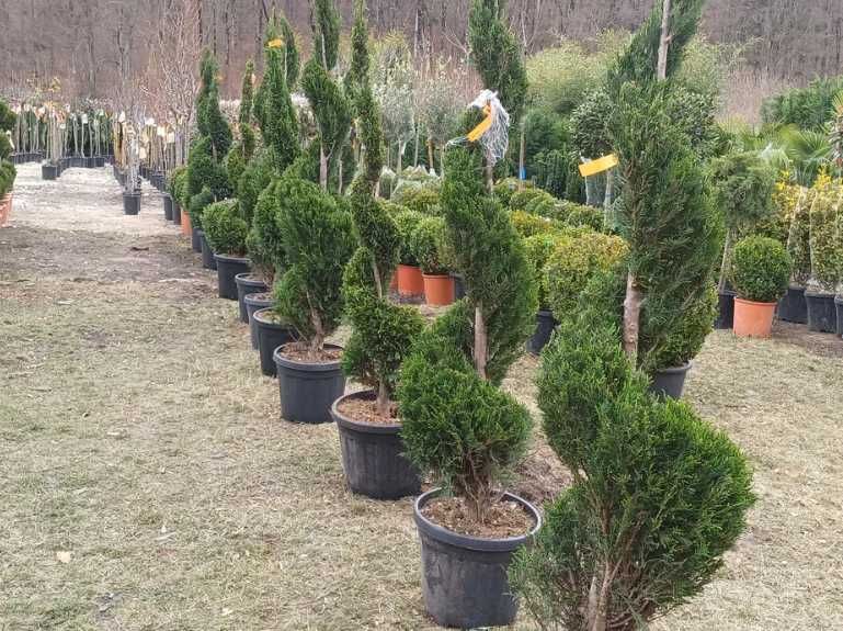 Plante Ornamentale pentru Curți, Vile și Grădini