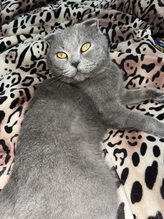 Sotiladi Scotish Fold