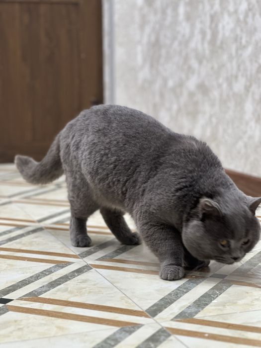 Вязка  британца