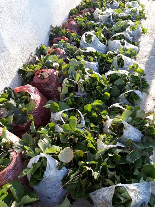 Oferta stoloni capsuni remontante