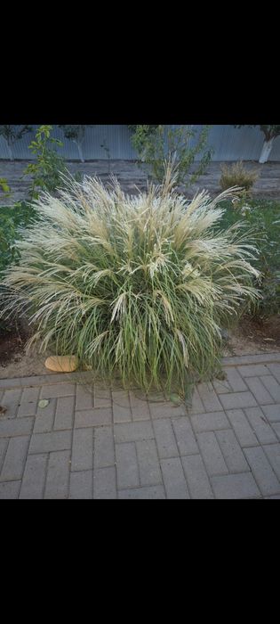 Саженцы мискантус Яка дэнс 3000 тг куст