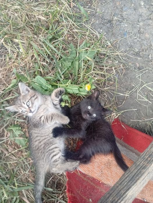 Отдам котят в добрые руки