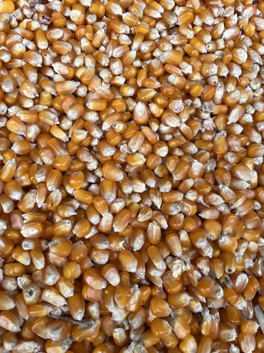 Vand porumb bob sticlos recolta 2025 foarte uscat fara sparturi pret 1