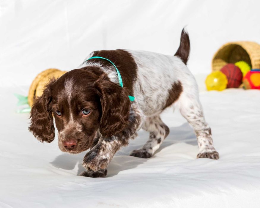 Щеночки Спаниеля