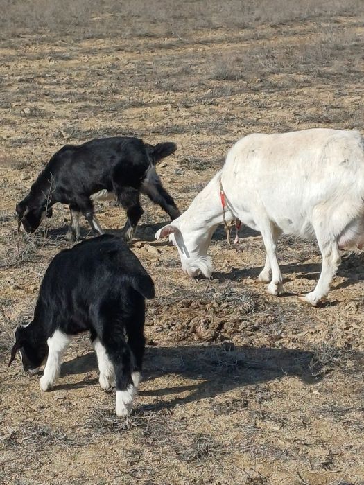 Алпи Нуби егіз теке лақтар