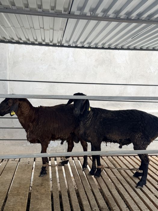 Қошқар сатылады арзан бағада