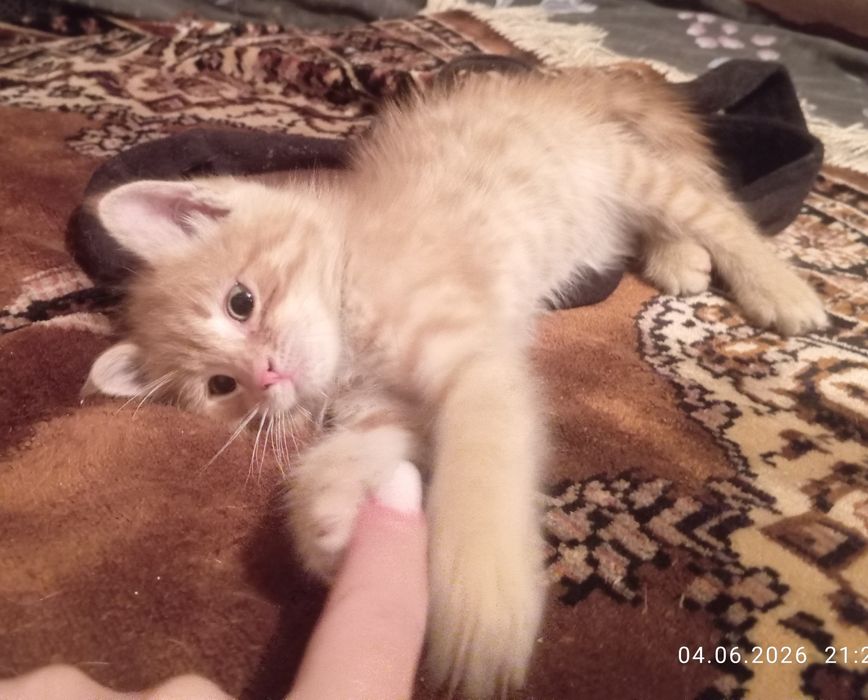 Самые булочки- котятки