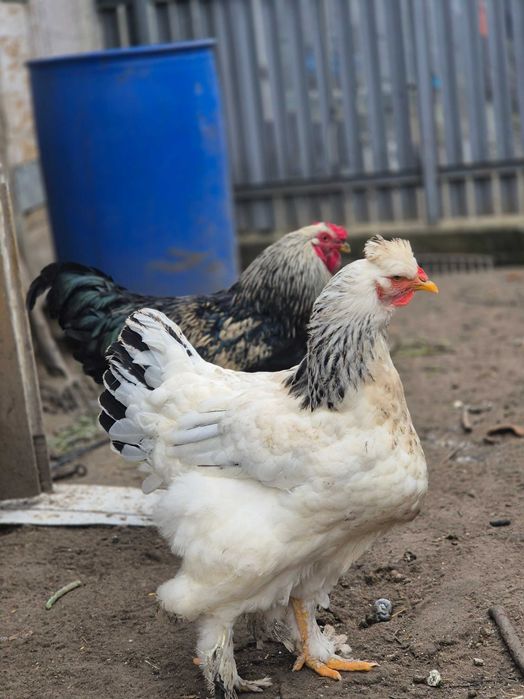 Păsări Brahma de vânzare