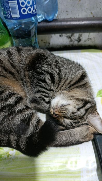 Ищу кота для кошки