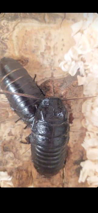 Мадагаскарский таракан