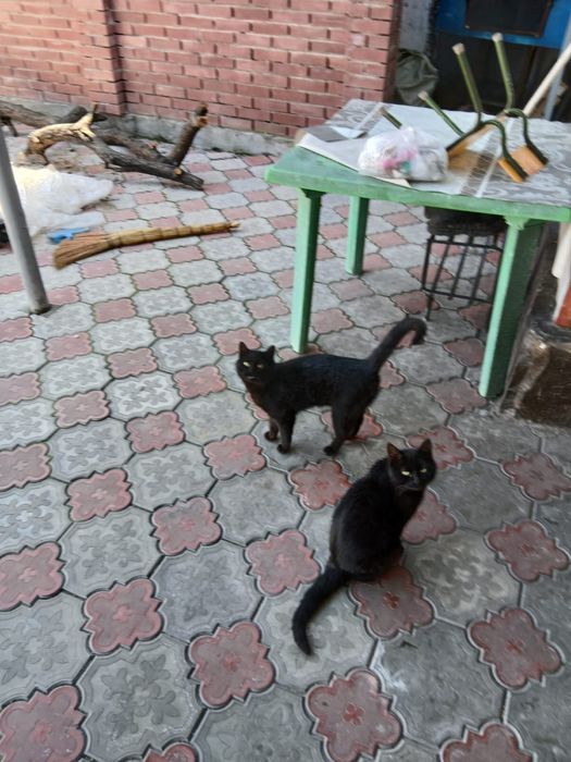 Коты в добрые руки