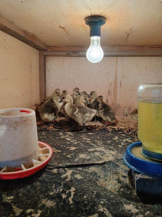 Продам    гусать