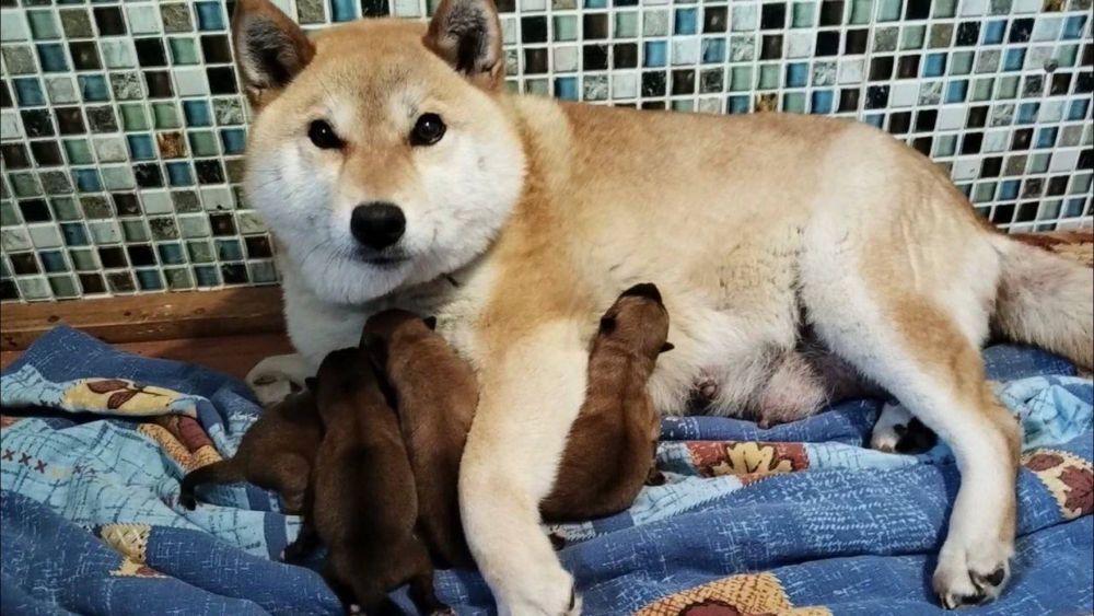 Сиба (хатико) щенки чистокровные бронь