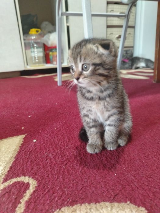 Продаётся котята весла ухи