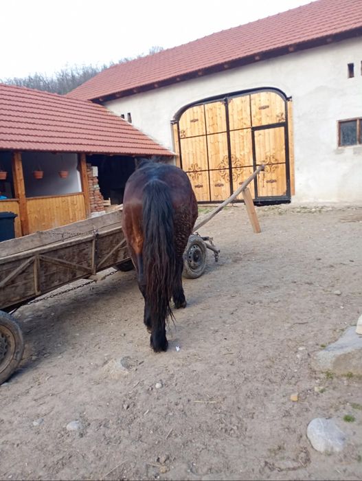 De vanzare 2 armasari