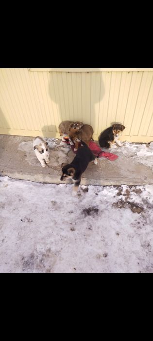 Отдам щенков в добрые руки.