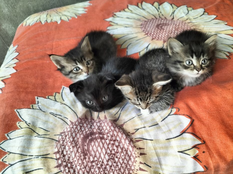 Отдам котят в добрые руки