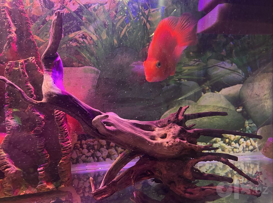 Akvarium tayyor holatda. Qo‘shimcha xarajatsiz ishlatasiz.