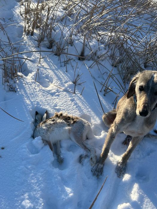 Тазы сатылады Арлан