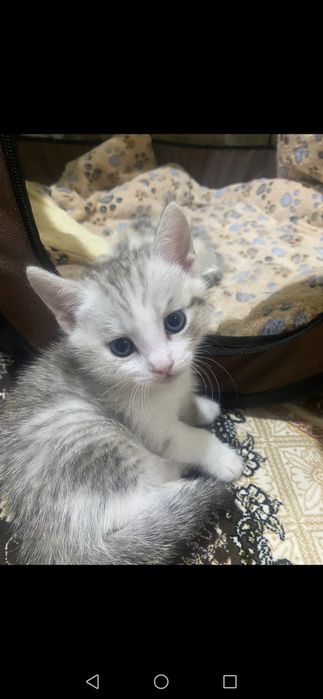 Котята даром в добрые руки