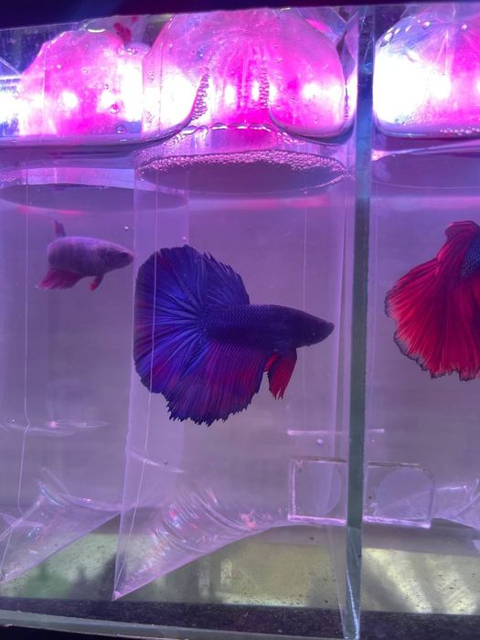 Baliq magazing assartiment kotta