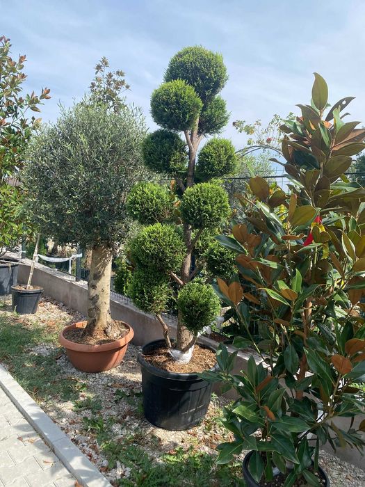 Plante pentru Peisagistica si Spatii Verzi