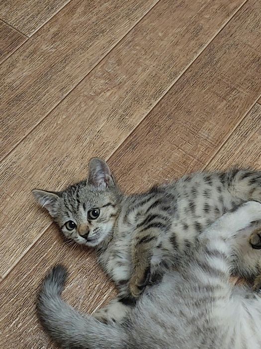 Отдам котенка в добрые руки