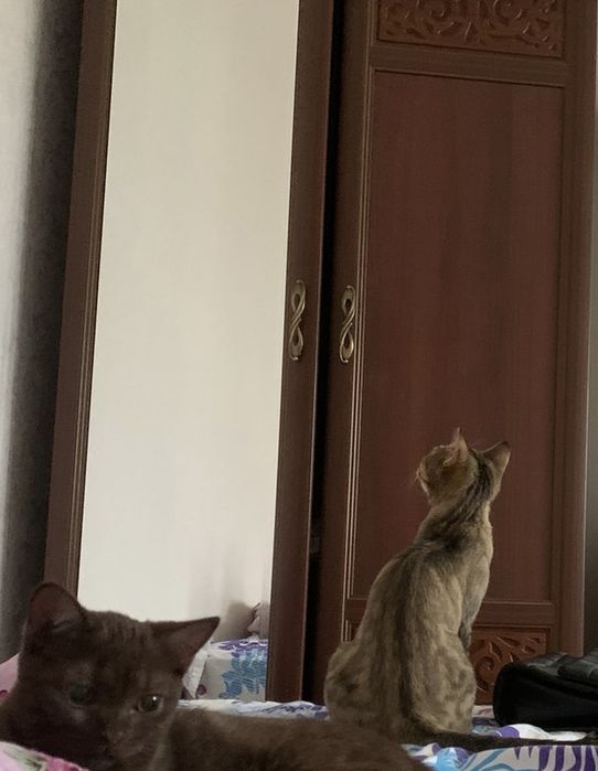 Большой шкаф с зеркалом