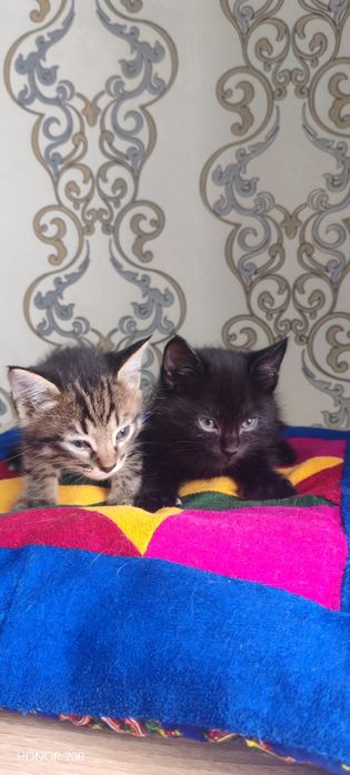 Отдам котят в добрые руки