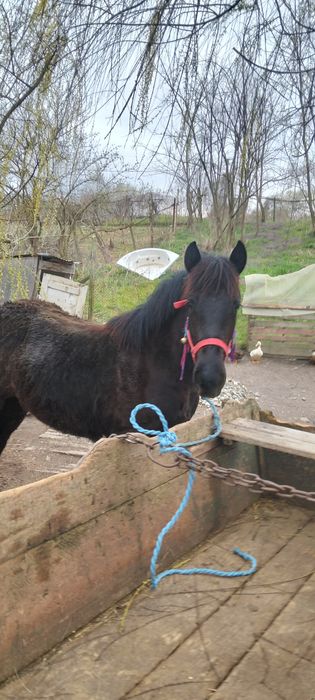 Mânză de vânzare de 1 an