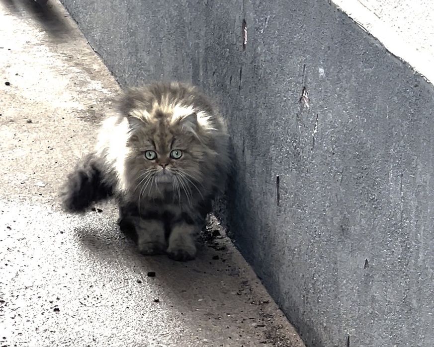 Персидский кот даром бесплатно