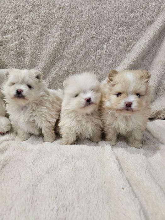 Очаровательные щенки шпица.