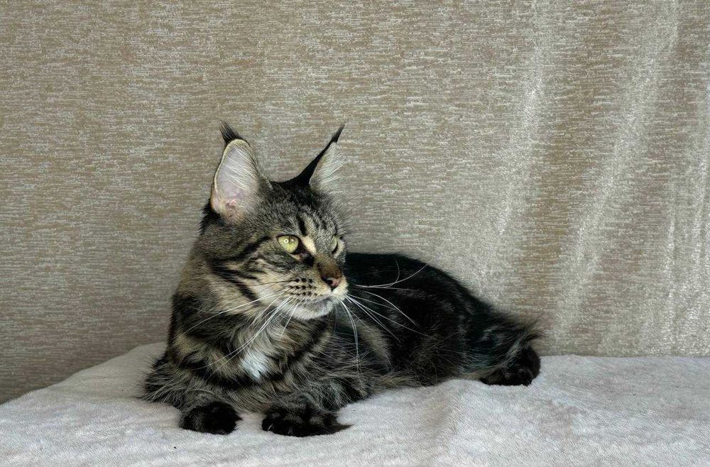 Продается клубная кошечка породы мейнкун.