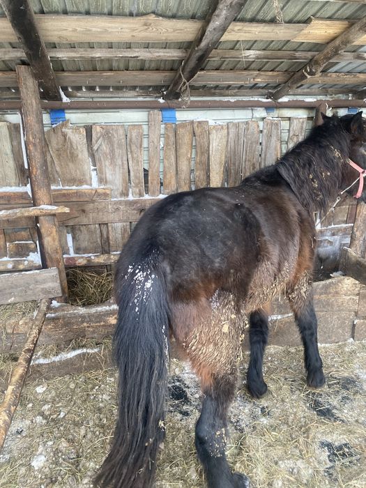 Продам кабылу с откорма