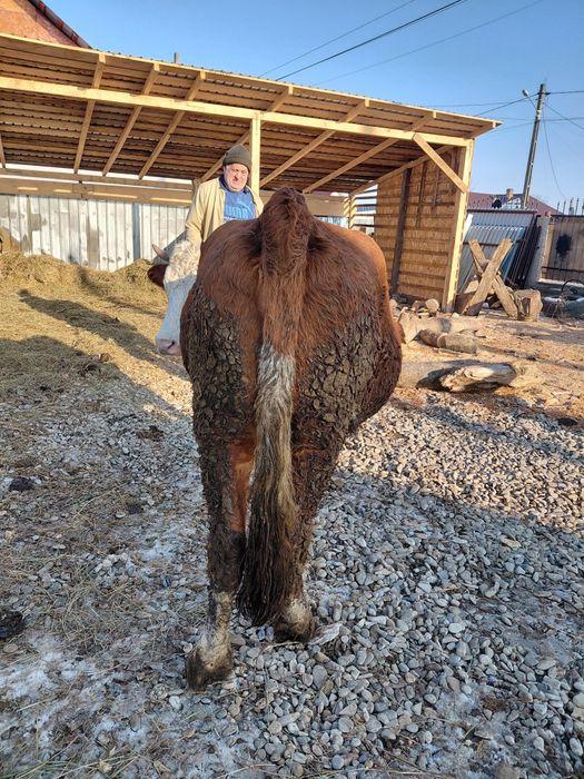 Vând vaca genstanta  urgent