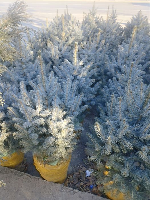 Самарканд тайор газонбор