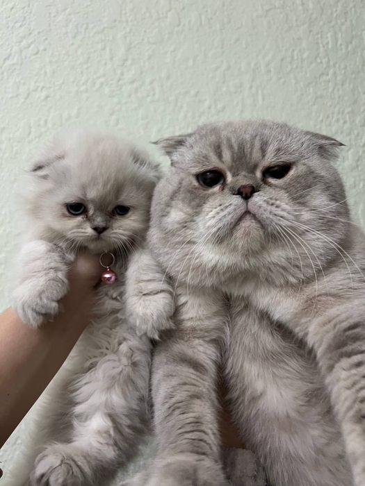 Насл олиш учун мушук