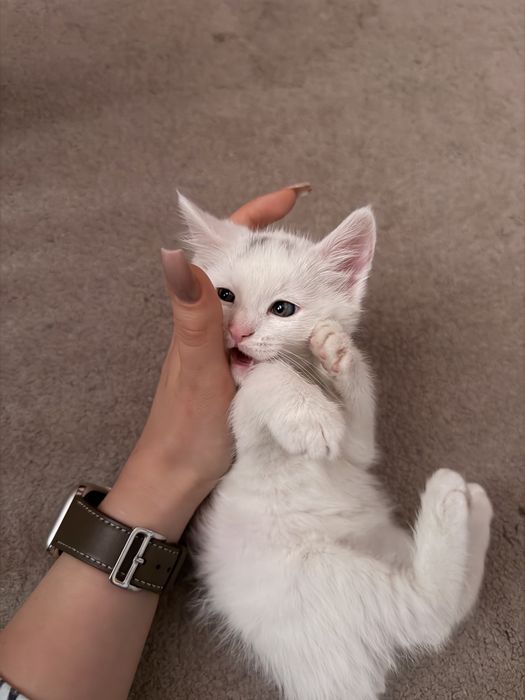 Отдам котят в заботливые и любящие руки