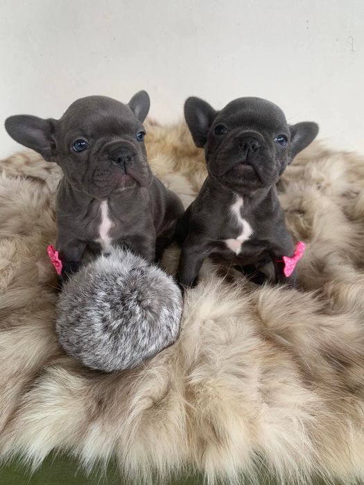 Френски сини булдоци момиче и момче