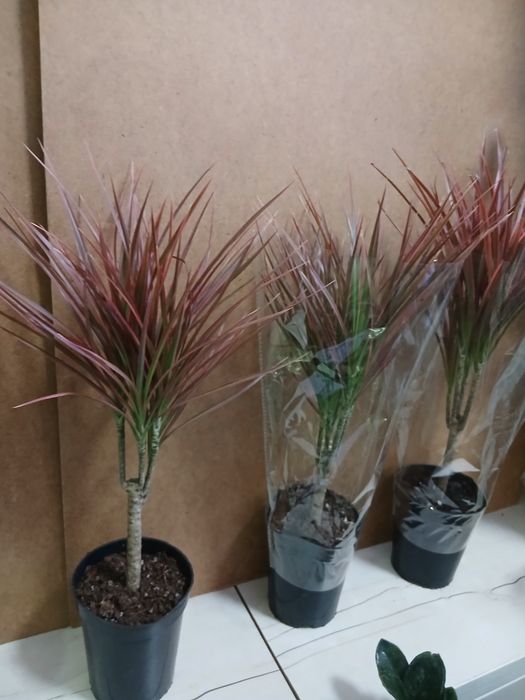 Драцена новое поступление