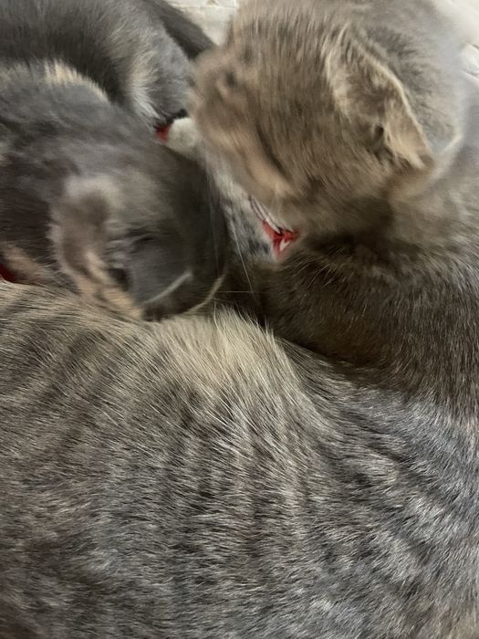 Шотландская вислоухая кошка