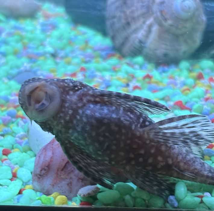 Vand 4 pesti pleco (sanitari): 2 de 5 cm si 2 pui